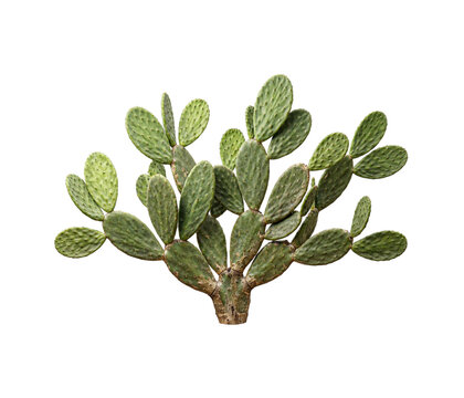 Prickly pear cactus with green pads and sharp spines isolated on clean white background