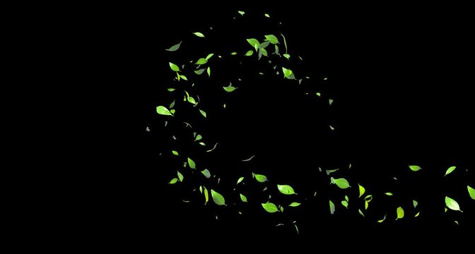 Leaves drift in the wind in strands and swirls, standing out from the black background, with an alpha channel.