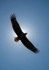 Fototapeta premium Majestic eagle soars through the clear blue sky against the radiant sun.