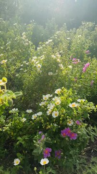 Cistus Rockrose White Pink Flowers Blooming in Misty Morning Light, Mediterranean Spring Nature Video
