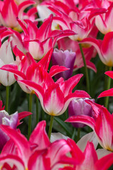 Obraz premium pink lilies in garden