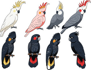 Cockatoo Bird Illustration Collection Featuring White, Pink, Gray, and Black Species with Distinctive Crests, Colorful Feathers, and Cartoon Perched Designs © MstRanzina