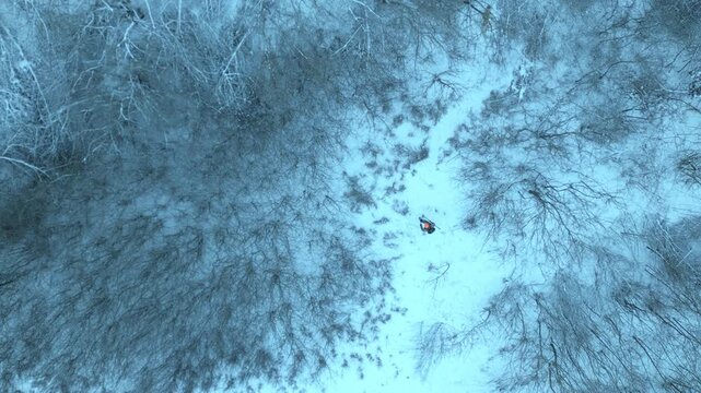 Aerial top view of a hunter and his dog walking through a snowy winter forest during a hunting trip.