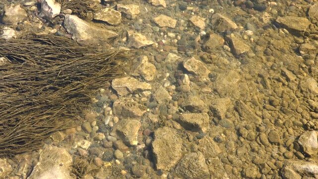Gravel pebbles and mossy algae rest beneath clear shallow freshwater in bright detail. Fine grains plus plant film appear through transparent liquid within a calm minimal nature study.