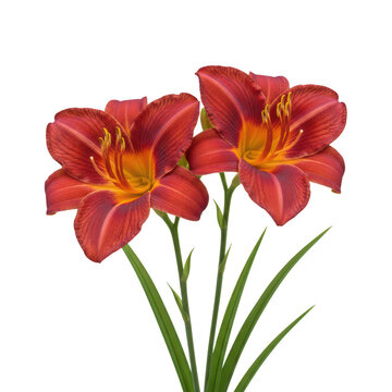 Two vibrant red daylily flowers with green stems isolated on a transparent background