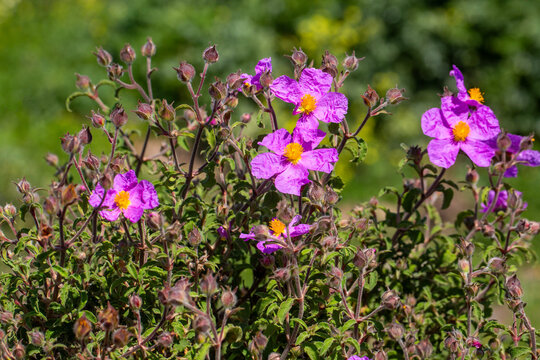 Vibrant Pink Rockrose Cistus Creticus Flowers Blooming in Mediterranean Nature