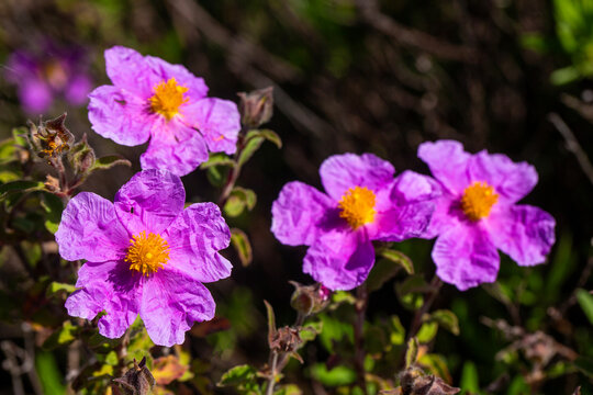 Vibrant Pink Rockrose Cistus Creticus Flowers Blooming in Mediterranean Nature