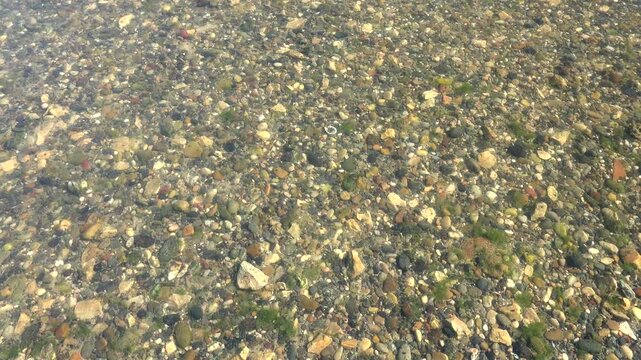 Gravel pebbles and mossy algae rest beneath clear shallow freshwater in bright detail. Fine grains plus plant film appear through transparent liquid within a calm minimal nature study.