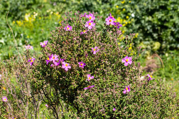 Fototapeta premium Vibrant Pink Rockrose Cistus Creticus Flowers Blooming in Mediterranean Nature