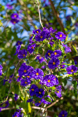 Fototapeta premium Massive Field of Blue Potato Bush Lycianthes Rantonnetii Flowers in Spring