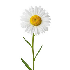 Fototapeta premium A cheerful daisy flower with a bright yellow center and white petals standing tall