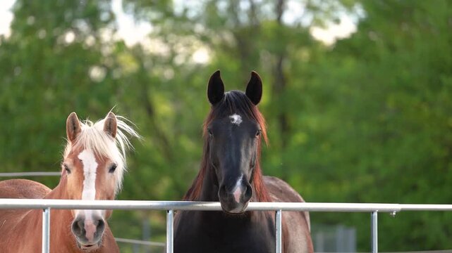 Black Noriker and Haflinger horse looking over paddock gate in rural countryside setting