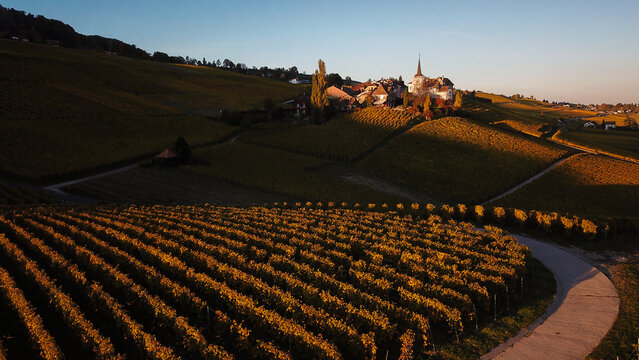 Aerial view of Fechy-Dessus village and church surrounded by golden autumn vineyards under sunset light Fechy, Vaud, Switzerland.