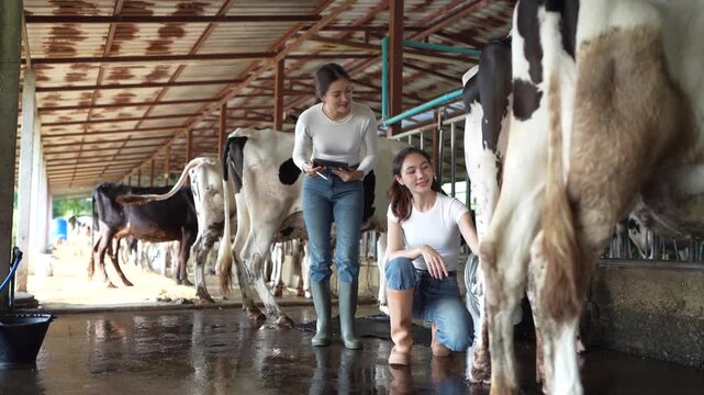 Asian woman milking cow Meanwhile, a female colleague was writing a report on a tablet beside her. Asia female worker milks cows at farm, Agriculture, cattle, animal husbandry