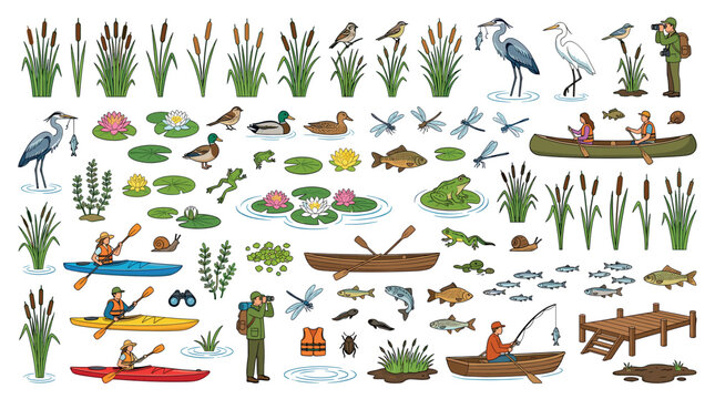 Cattail plants, water lilies, ducks, herons, frogs, fish, dragonflies, and people kayaking and canoeing in a large pond life vector illustration set