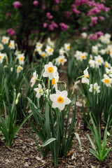 Obraz premium White Daffodil Flowers in Bloom with Soft Pink Blossoms Background 