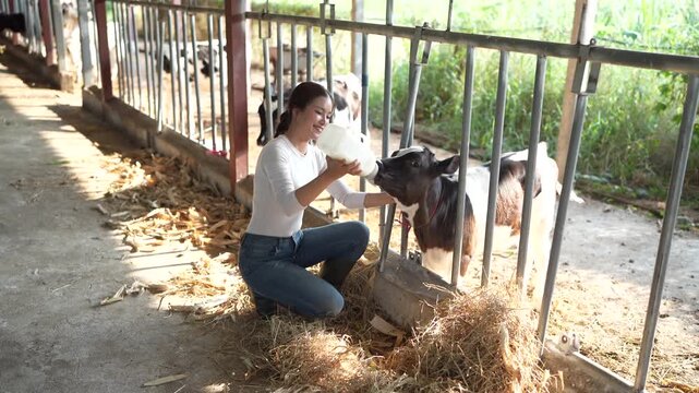young female farmer is feeding from the bottle with dummy an ecologically grown newborn calf used for biological milk products industry in a cowshed stable of countryside dairy farm.