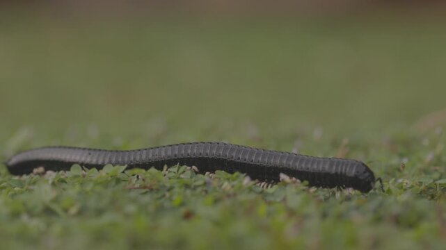 Giant millipede Spirostreptus centrurus crawling through green grass in natural habitat, detailed macro view of a large arthropod moving slowly with many legs, wildlife ProRes 422 10 bit C-LOG.