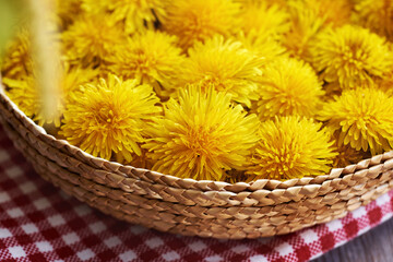 Yellow dandelion flowers collected in spring in a basket © Madeleine Steinbach