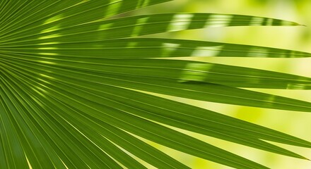 Obraz premium Top view of vibrant green palm leaf with sunlight
