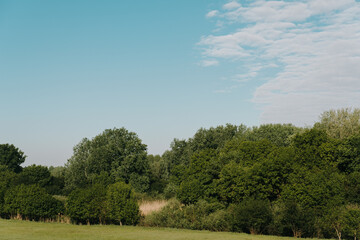 Obraz premium Dense green woodland stretches across open grassland in the Serbian countryside. Useful for rural tourism, ecology, natural background and environmental concepts.