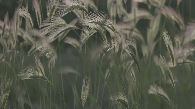 Wild barley ears in the wind shot with a flat C-Log3 profile for professional post-production.