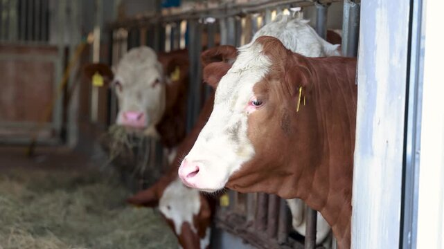 German Simmental cows eating hay inside traditional cattle barn during feeding time in rural Bavaria