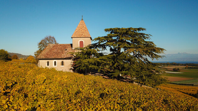 Aerial view of Fechy-Dessus church surrounded by golden autumn vineyards and a large cedar tree under a clear blue sky Fechy, Vaud, Switzerland.