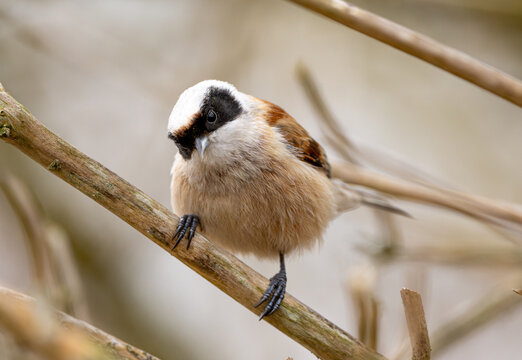 Eurasian Penduline Tit Bird