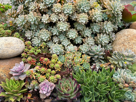 Various colorful succulent plant of rose shape graptopetalum and green sedum species. Succulents are used for decorative plant. Thrives well in dry environment. Nature photography.