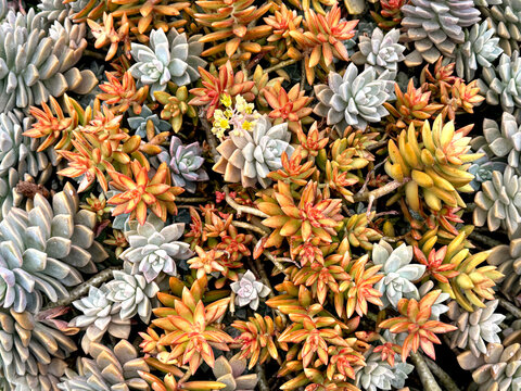 Close up of succulents in a mix of vibrant orange colors.  Pale grey sedum and orange toned graptopetalum species. Used as decorative plant. Nature photography