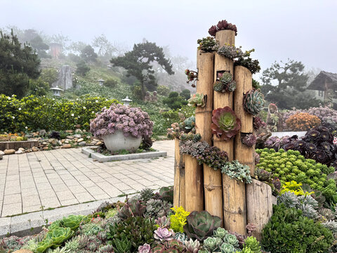 Various colorful succulent plant of graptopetalum and sedum species arranged and planted in bamboo poles and pots. Succulents are used for decorative plant. Nature photo