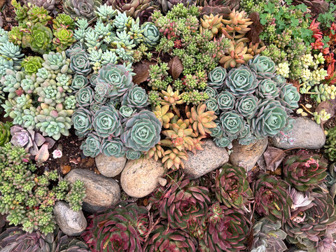 Various colorful succulent plant of rose shape graptopetalum and green sedum species. Succulents are used for decorative plant. Thrives well in dry environment. Nature photography.