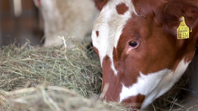 German Simmental cows eating hay inside traditional cattle barn during feeding time in rural Bavaria