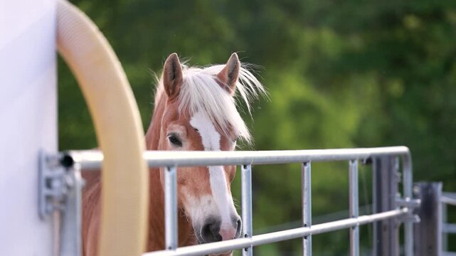 Calm Haflinger horse peeking over paddock gate in countryside pasture