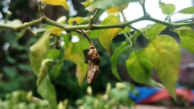 A plant with multiple chili peppers is shown in a fixed camera close-up. The fruits appear elongated and uneven, hanging from stems with surrounding leaf structures. This footage is applicable for vis