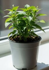 Fototapeta premium Potted houseplant with vibrant green leaves sits on a sunny windowsill.