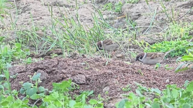 
A Group of Tree Sparrows Foraging on Rapeseed Residue in a Garden at Sunset
#014

