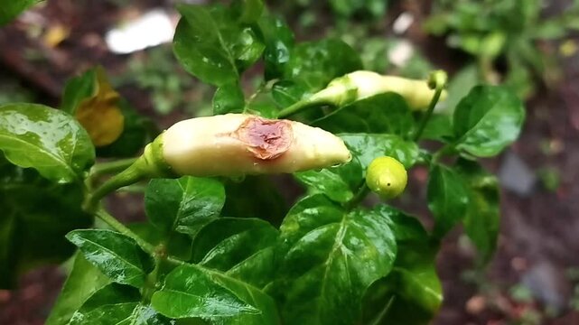 A chili pepper plant is shown in a fixed camera close-up highlighting multiple fruits with altered surface appearance. The pepper pods display wrinkled and uneven textures