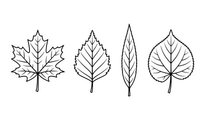 Minimalist botanical leaves vector illustration set clean black and white outline of maple birch willow and linden leaf