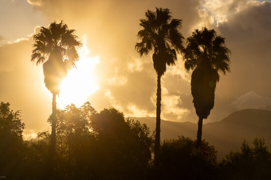 palm trees in silhouette at sunset , Stanford, South Africa