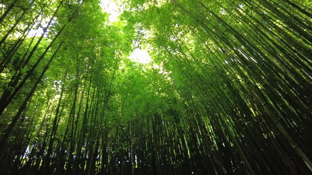 Asia Vietnam , Sapa ,05,06,2026  Hmong, Tay, and Yao. Hmong Ethnicity Tribe, ethnic minorities of Sapa . Local ethnic lady woman and tourist trekking visiting a bamboo forest