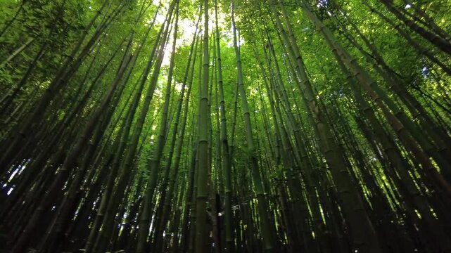 Asia Vietnam , Sapa ,05,06,2026  Hmong, Tay, and Yao. Hmong Ethnicity Tribe, ethnic minorities of Sapa . Local ethnic lady woman and tourist trekking visiting a bamboo forest