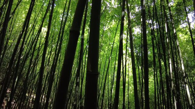 Asia Vietnam , Sapa ,05,06,2026  Hmong, Tay, and Yao. Hmong Ethnicity Tribe, ethnic minorities of Sapa . Local ethnic lady woman and tourist trekking visiting a bamboo forest