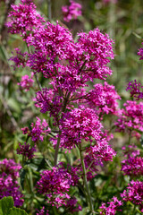 Obraz premium Close-up of vibrant pink Red Valerian (Centranthus ruber) flowers blooming in the wild