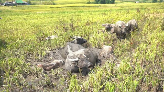 Bison roll in the mud after working in the terraced rice fields in Asia Vietnam Sapa 