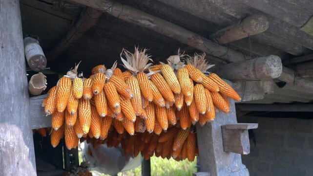 corn cobs laid out in the sun to dry in Vietnam Asia Sapa,
, polenta flour, cornstarch, popcorn, and canned corn