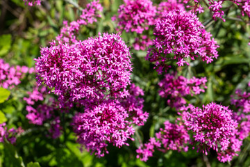 Obraz premium Close-up of vibrant pink Red Valerian (Centranthus ruber) flowers blooming in the wild