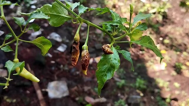 A plant branch with several chili peppers is recorded in a close-up static video. The fruits show dry and wrinkled textures with irregular shapes, attached to stems with surrounding leaves.