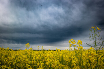Dunkle Wolken über einem Rapsfeld